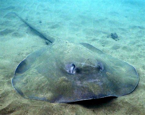 Unveiling the Diet of Stingrays: What They Love to .